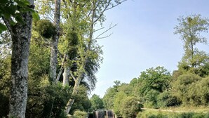 Un sendero tranquilo a la orilla del río, con árboles y un pequeño puente.
