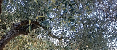 Una mesa y sillas rústicas al aire libre bajo un árbol grande en un césped.