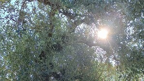 Ein Gebäude aus Stein mit einem Ziegeldach, umgeben von einer Grünfläche und einem Baum mit dichtem Blätterwerk.