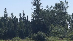 Un champ herbeux avec quelques chaises et une table, entouré d’arbres denses.