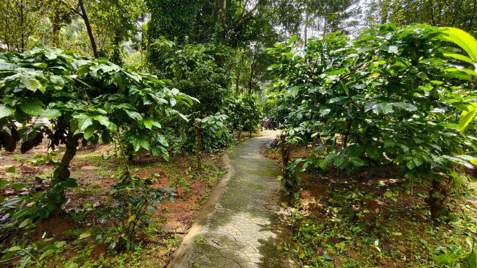 Un sendero rodeado de follaje denso.