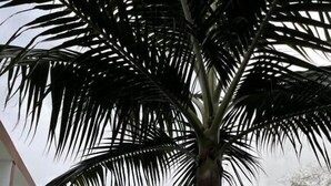 Un jardin à l’arrière d’une maison, avec une piscine, un palmier et un chemin en pierre.