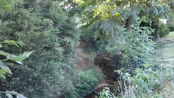 A natural landscape with a stream, dense foliage, and a rocky terrain.