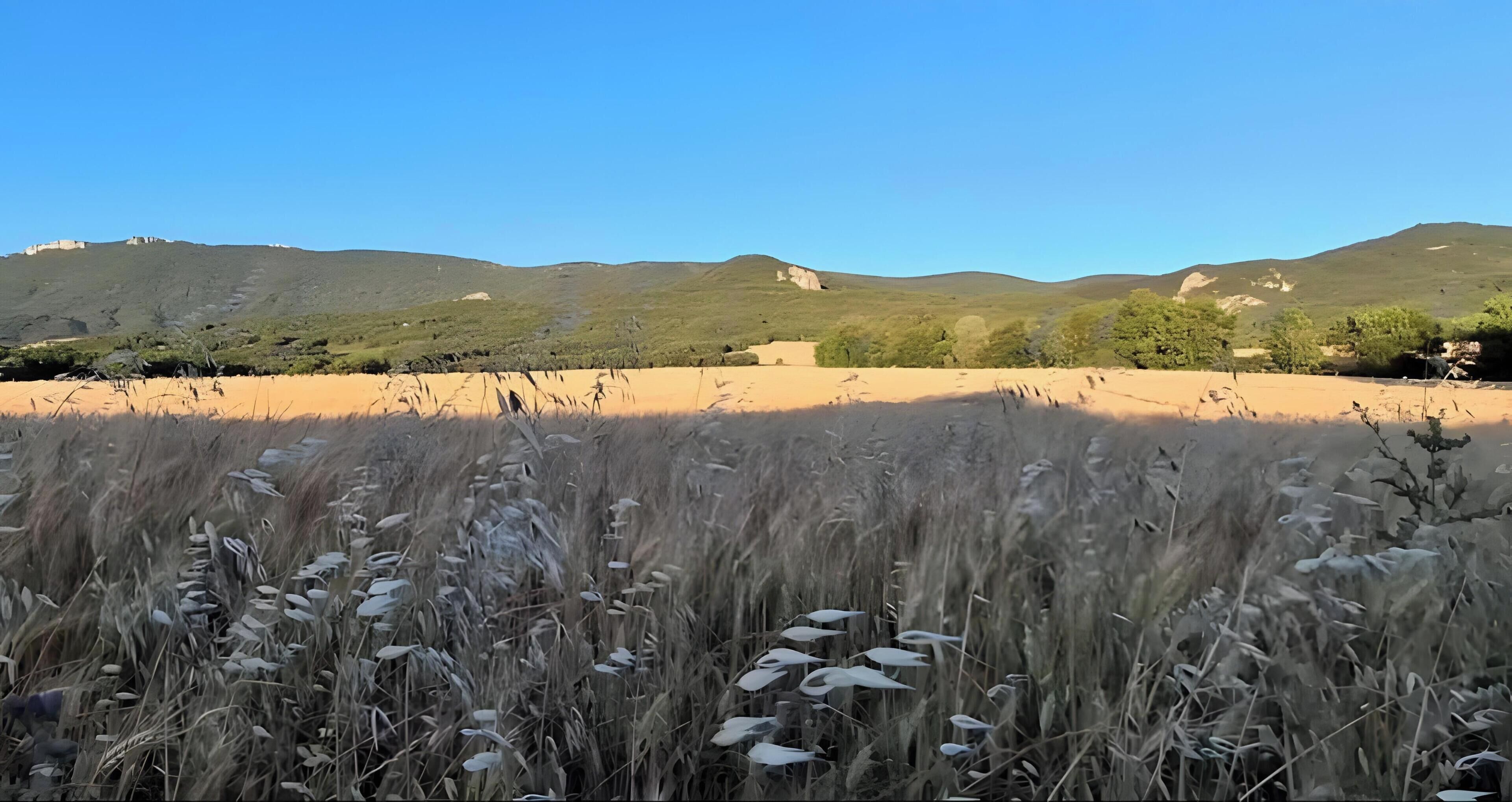 Ein Feld mit hohem Gras im Vordergrund und eine hügelige Landschaft im Hintergrund.