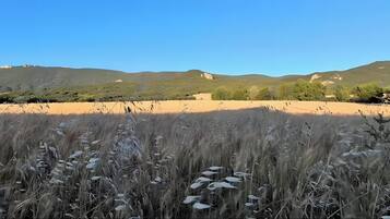 Ein Feld mit hohem Gras im Vordergrund und eine hügelige Landschaft im Hintergrund.