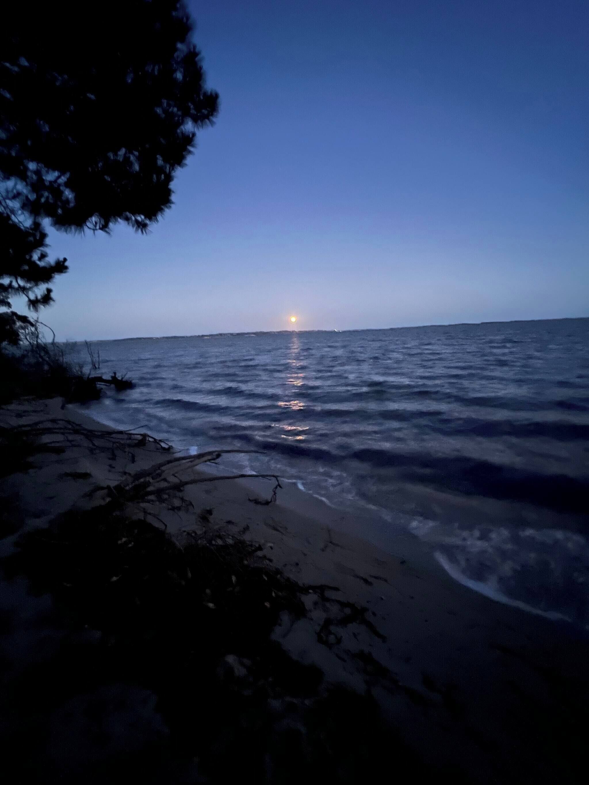 A beach scene with a calm sea, a visible horizon, and a tree in the foreground.
