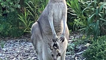 A kangaroo standing in a grassy area with dense foliage in the background.