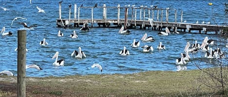 A waterfront view with a dock and birds.