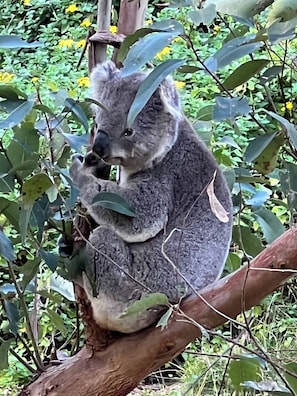 Un koala descansando en una rama de árbol rodeado de follaje verde.