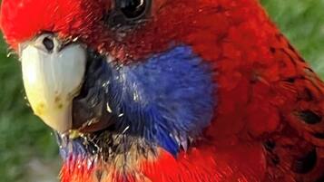 A close-up of a parrot with red and blue feathers.