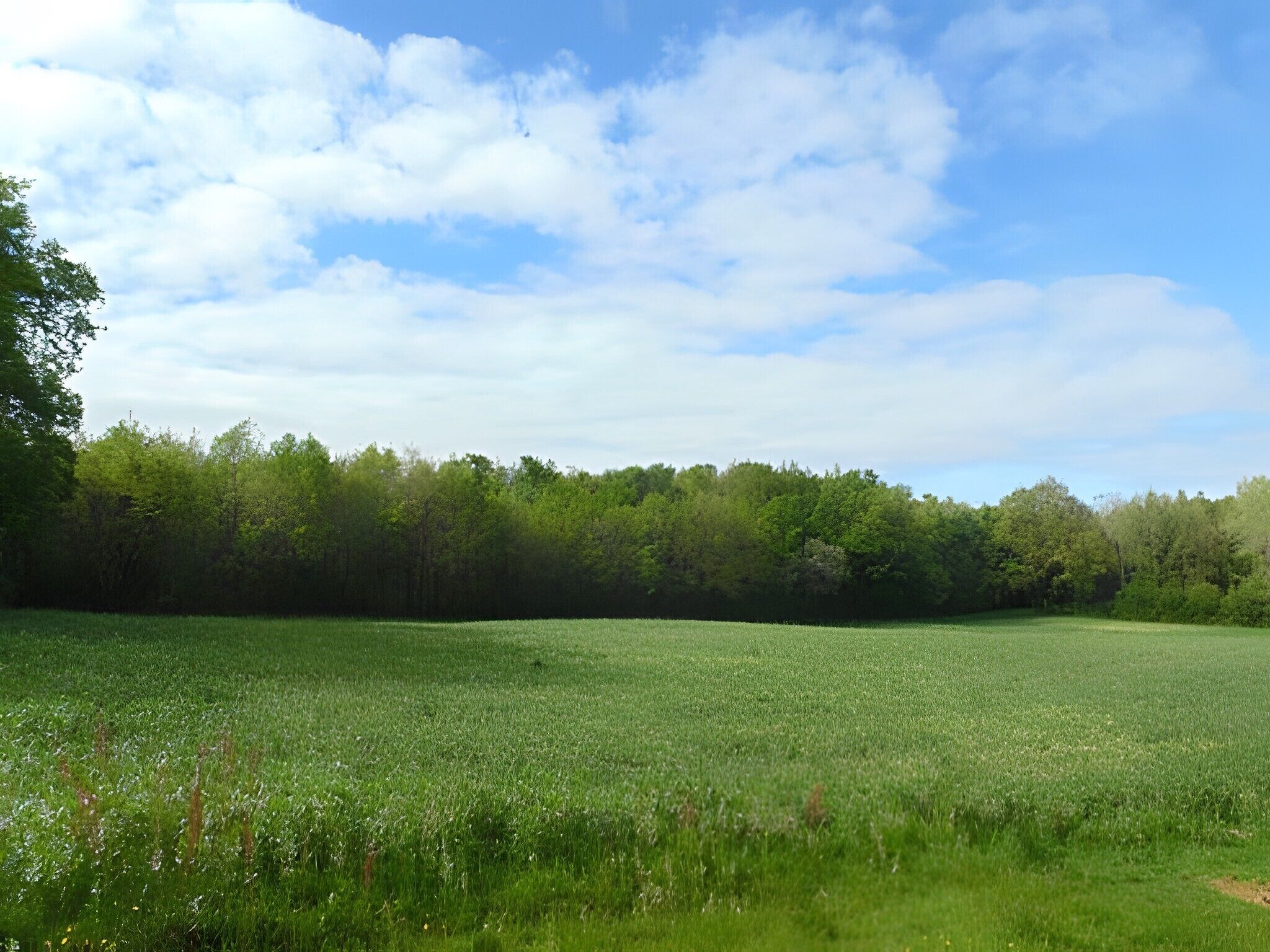 Een veld met een rij bomen in de verte.
