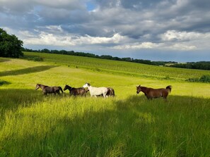 Altres