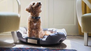 A small dog sitting on a pet bed in a room with a door and two chairs. - Charm & Chic Studio 21.1 | Main Old Town & Planty (Kraków)