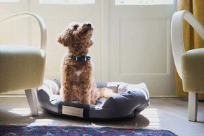 A small dog sitting on a pet bed in a room with a door and two chairs. - Charm & Chic Studio 26.1 | Jacuzzi | Main Old Town (Kraków)