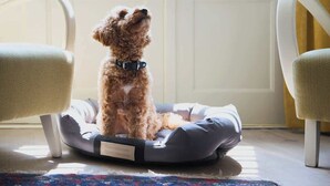 Un perro pequeño en una cama para mascotas con una etiqueta, dos sillas y una alfombra estampada.