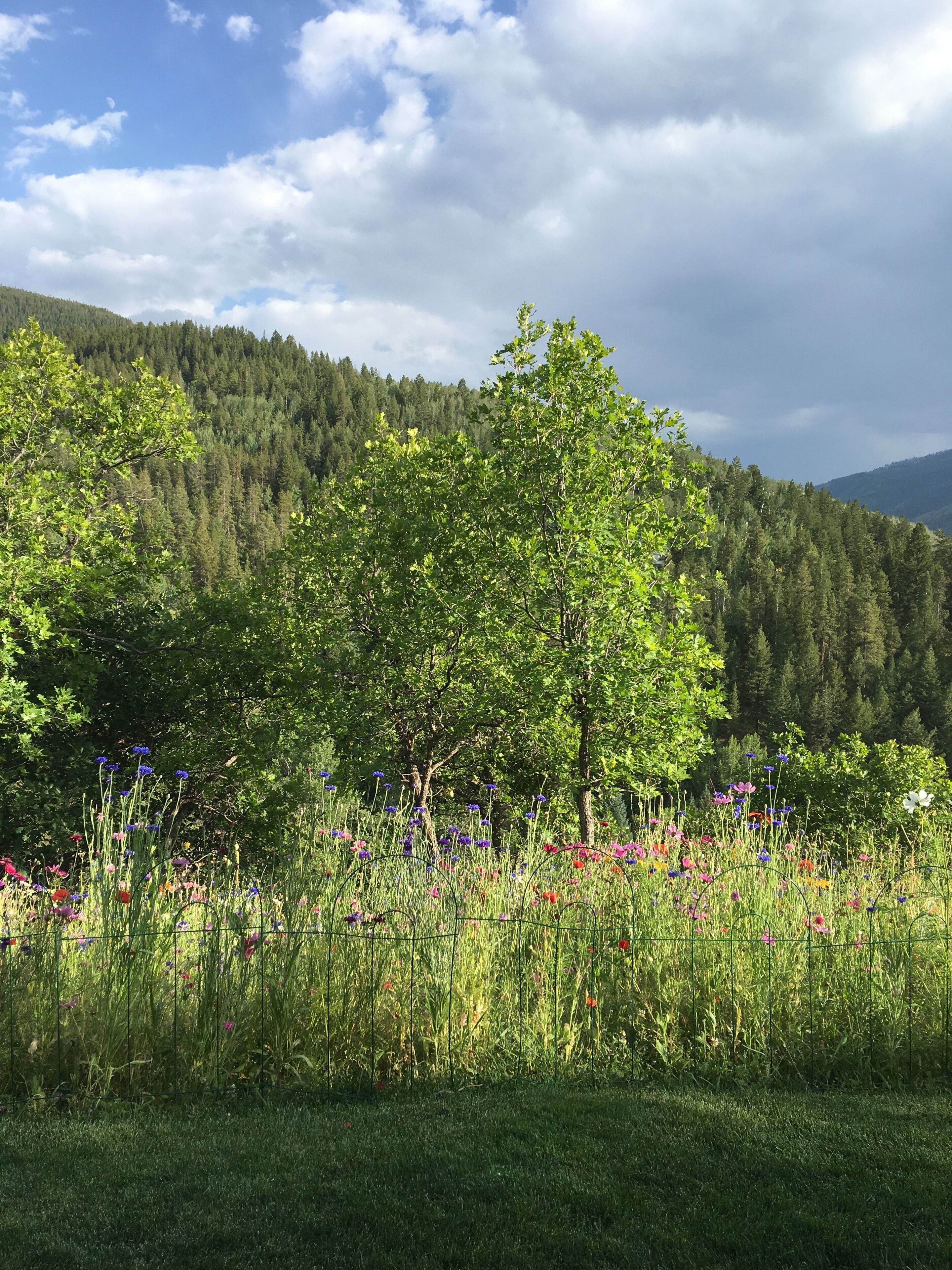 A meadow with a variety of wildflowers and a large tree in the foreground.