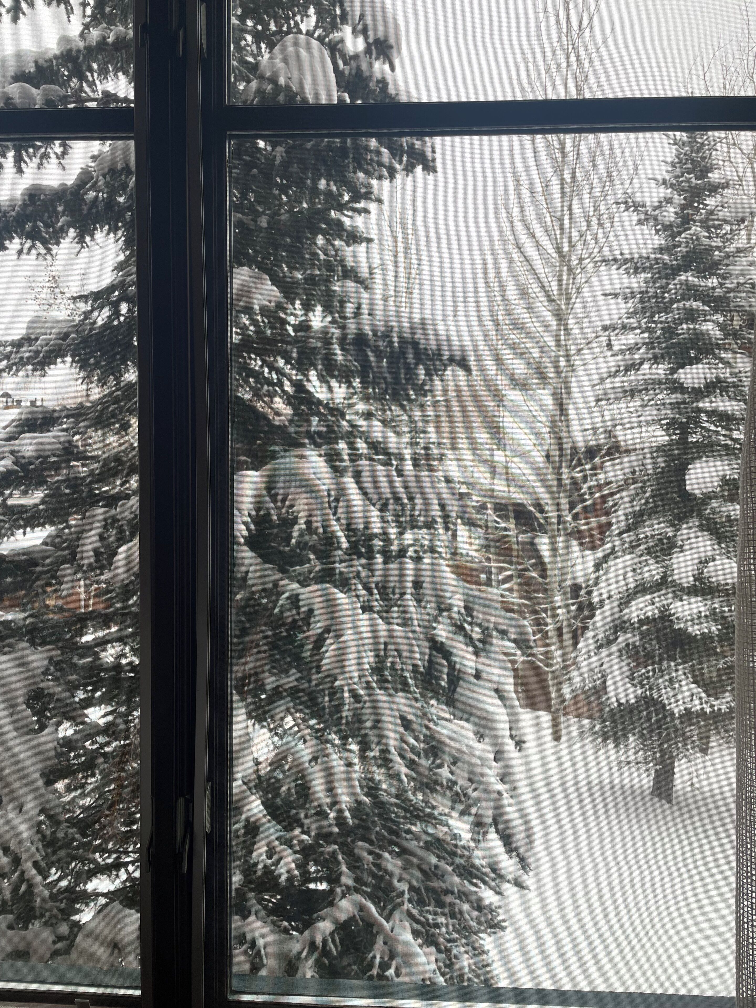 A window with a view of snow-covered trees and a clear sky.