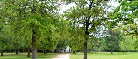 A pathway leading to a building surrounded by trees.