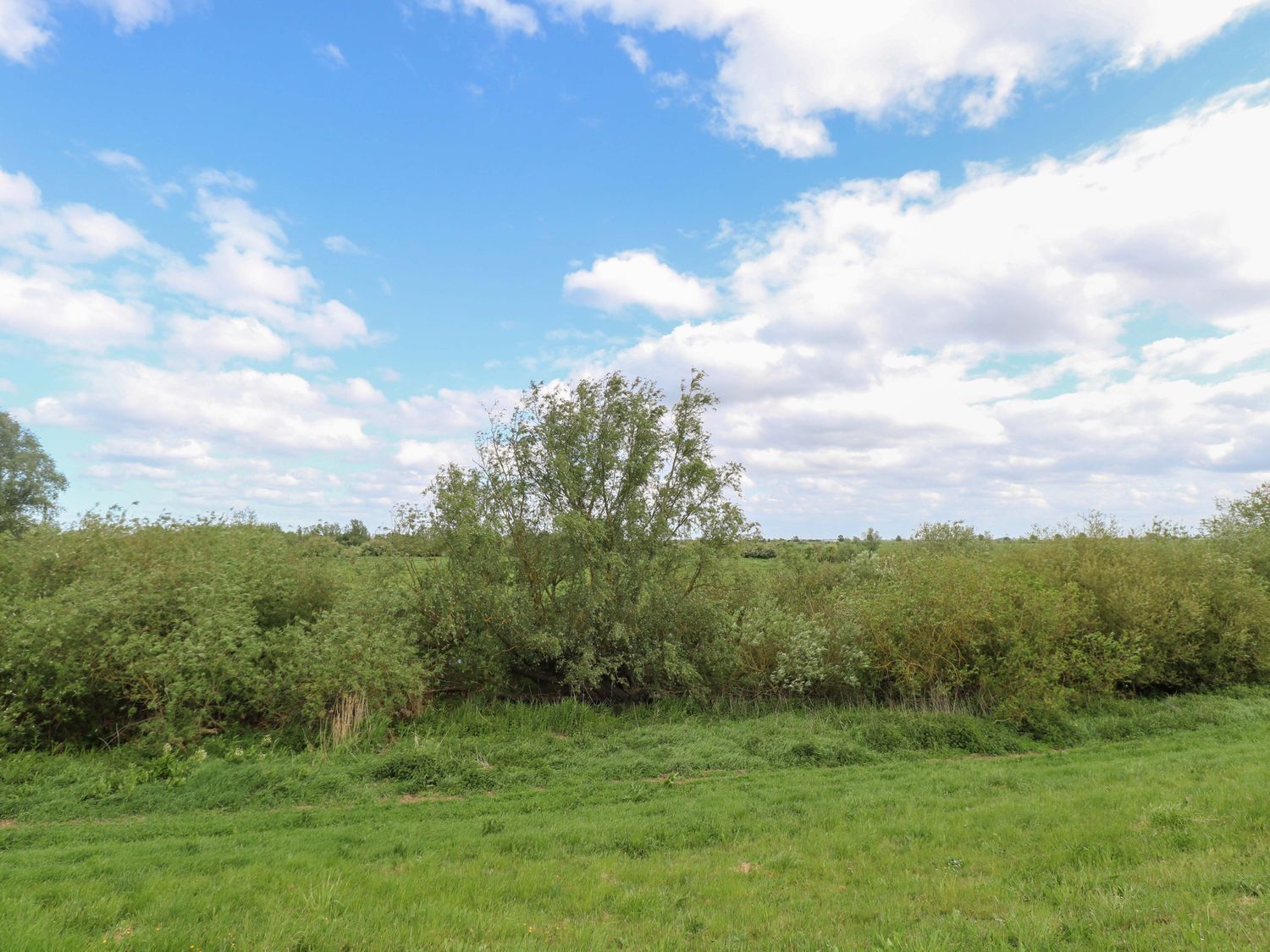 Un campo cubierto de hierba con un árbol y cielo despejado.