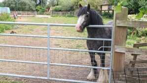 A horse behind a metal fence in a fenced area with trees and a building in the background. - Laurel (Wisbech)