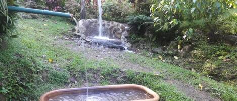 A garden with a water feature, including a pond and a small waterfall.