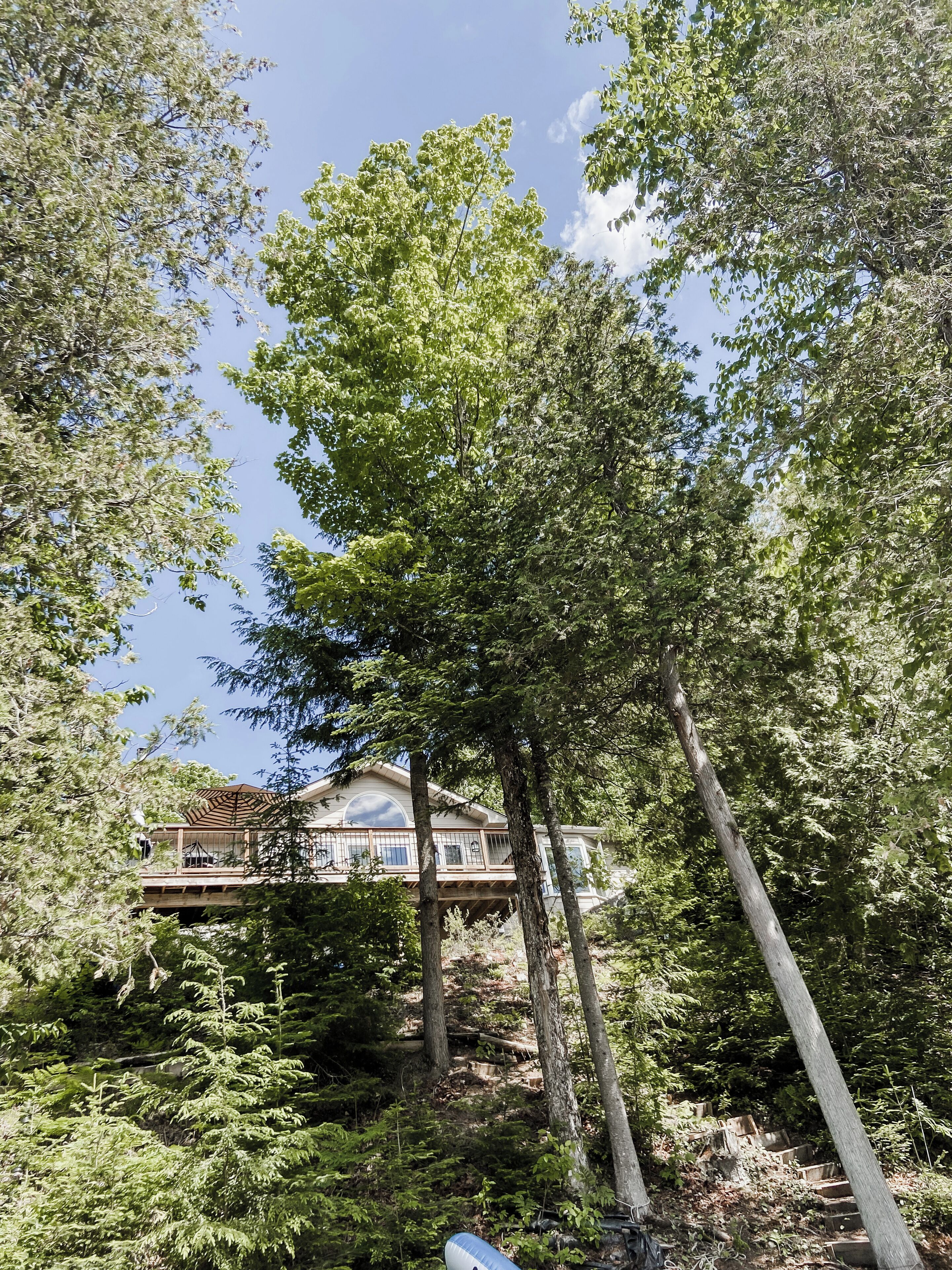 A house surrounded by dense forest with a clear sky.