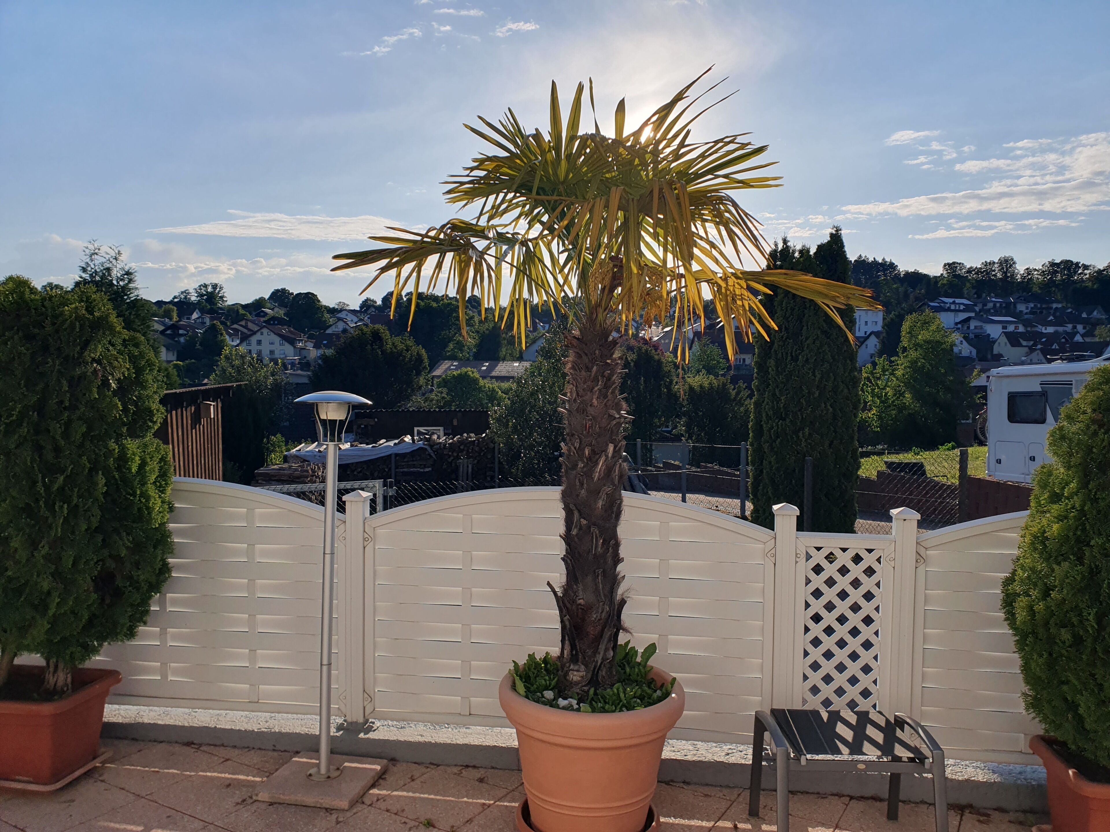 Un espace extérieur clos, agrémenté d’un palmier, d’une plante en pot et d’une chaise en métal.
