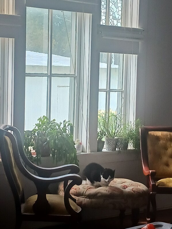 A room with a window, a chair, a sofa, and a cat.