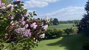 A grassy pathway with blooming lilac bushes and a clear blue sky. - Bed and Breakfast 'Sous Les Bruyères' with Private Terrace, Private Garden and Wi-Fi (Sainte-Marguerite-sur-Mer)