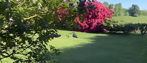 Un champ verdoyant parsemé d’arbres et d’arbustes, un ciel dégagé et une colline lointaine.