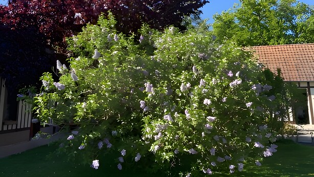 A garden with a tree with red leaves and a bush with white flowers. - Bed and Breakfast 'Sous Les Bruyères' with Private Terrace, Private Garden and Wi-Fi (Sainte-Marguerite-sur-Mer)