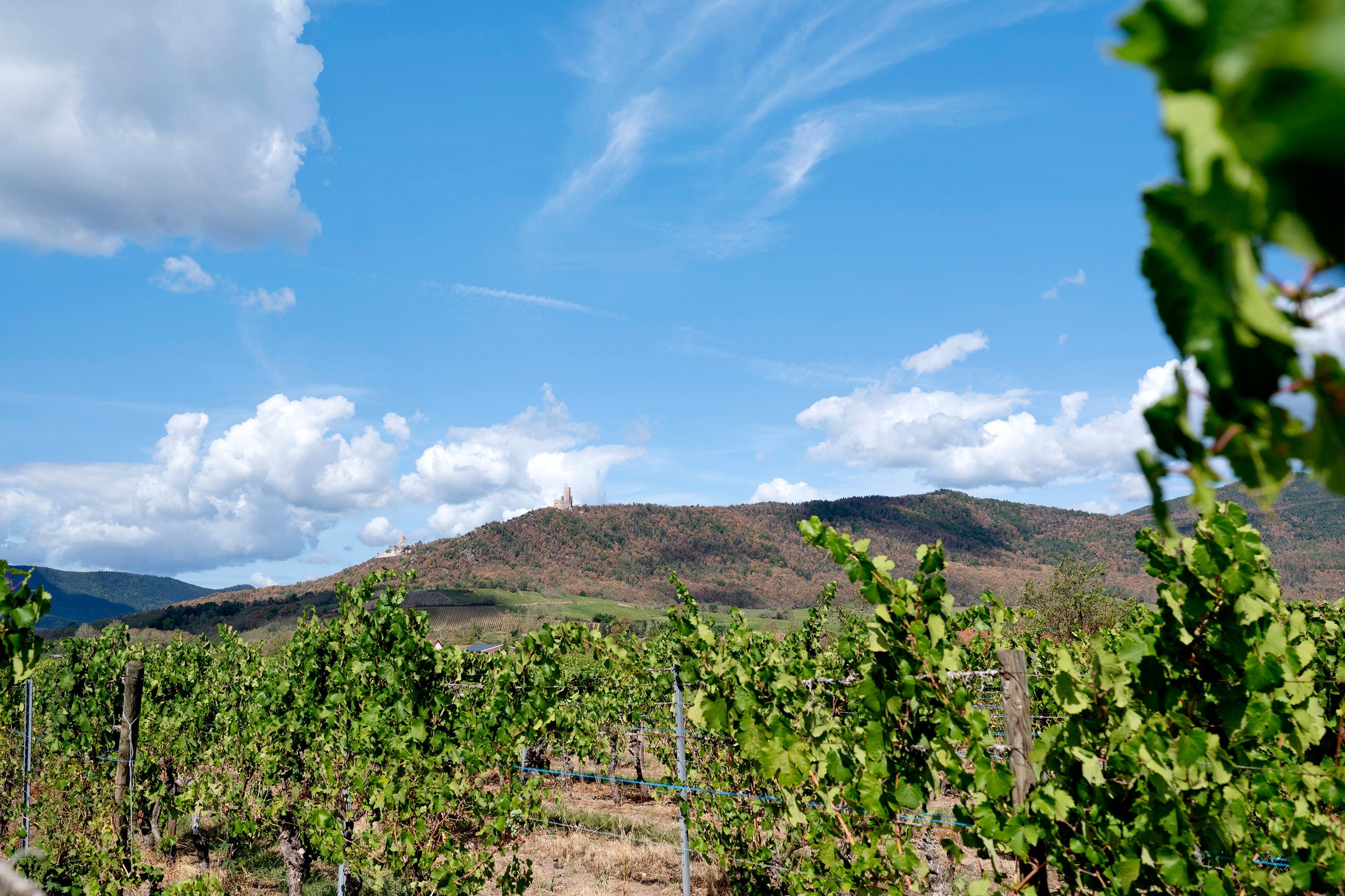 A vineyard with rows of grapevines and a hill with a castle in the background.
