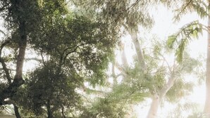 Eine rustikale Holzkonstruktion mit einer Tür, umgeben von dichtem Grün und Bäumen.