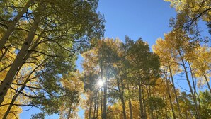A forest with tall trees and sunlight filtering through. - River View Ridge w/ Hot Tub/Dog Friendly (Glenwood Springs)