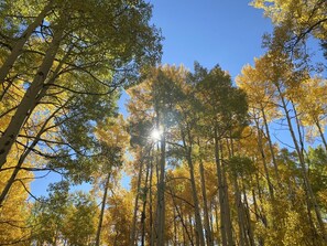 A forest with tall trees and sunlight filtering through. - River View Ridge w/ Hot Tub/Dog Friendly (Glenwood Springs)