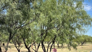 Un trampolino installato in uno spazio aperto, sullo sfondo alberi.