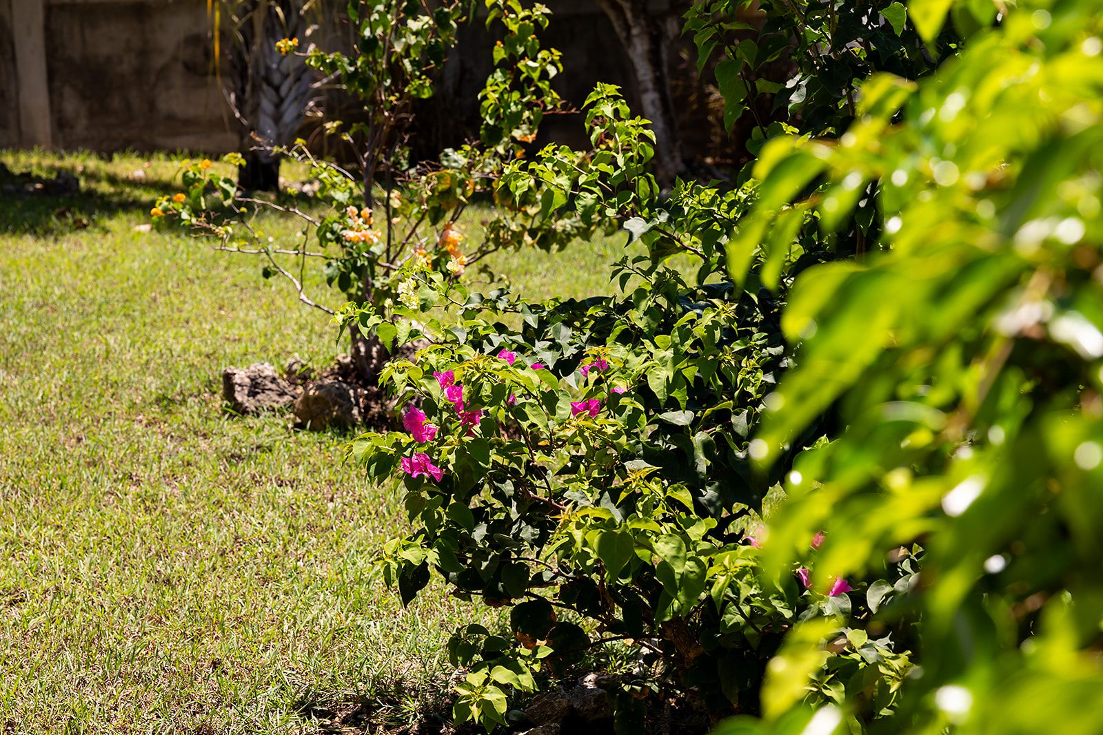 Um jardim com grama, uma árvore e um arbusto com flores cor-de-rosa.