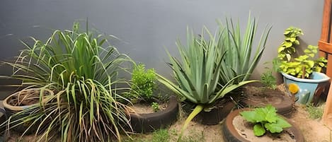 Jardín con diferentes plantas en macetas hechas con neumáticos, frente a una pared gris.