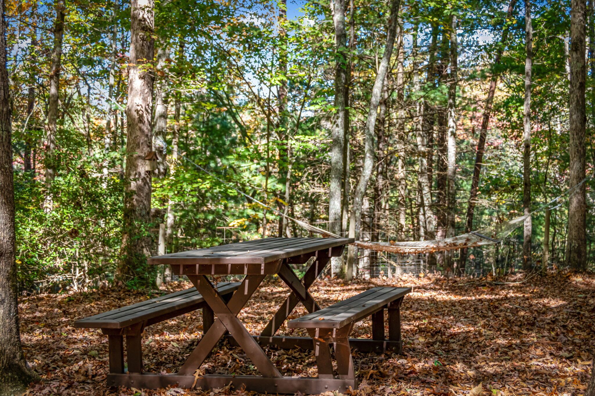Un tavolo da picnic in una foresta con un'amaca.