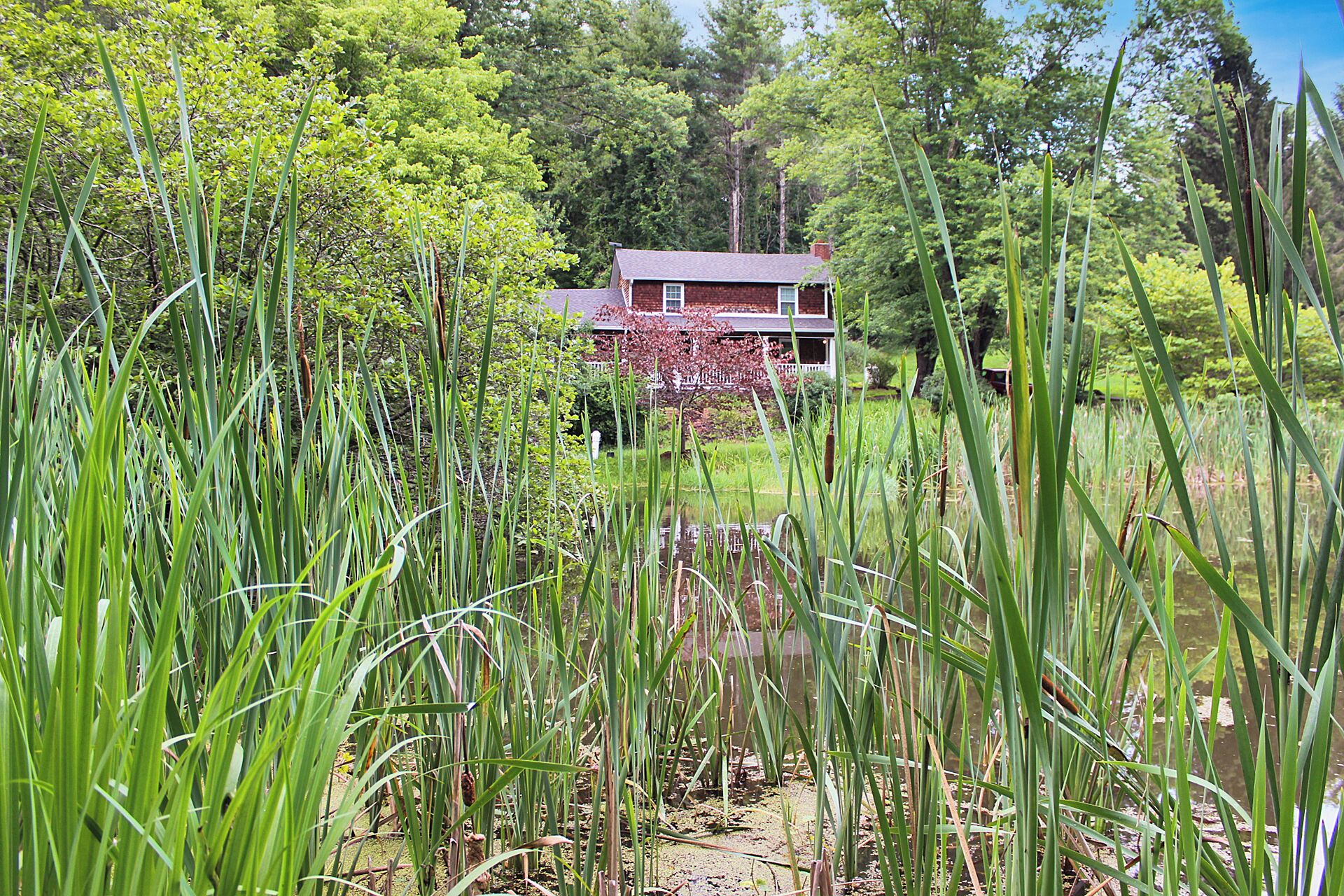 A house surrounded by tall grass and trees.