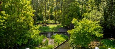 A lush green forest with a small stream and a wooden bridge.