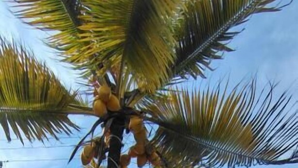 Un entorno frente a la playa con una palmera, una silla blanca y un cartel con texto azul.