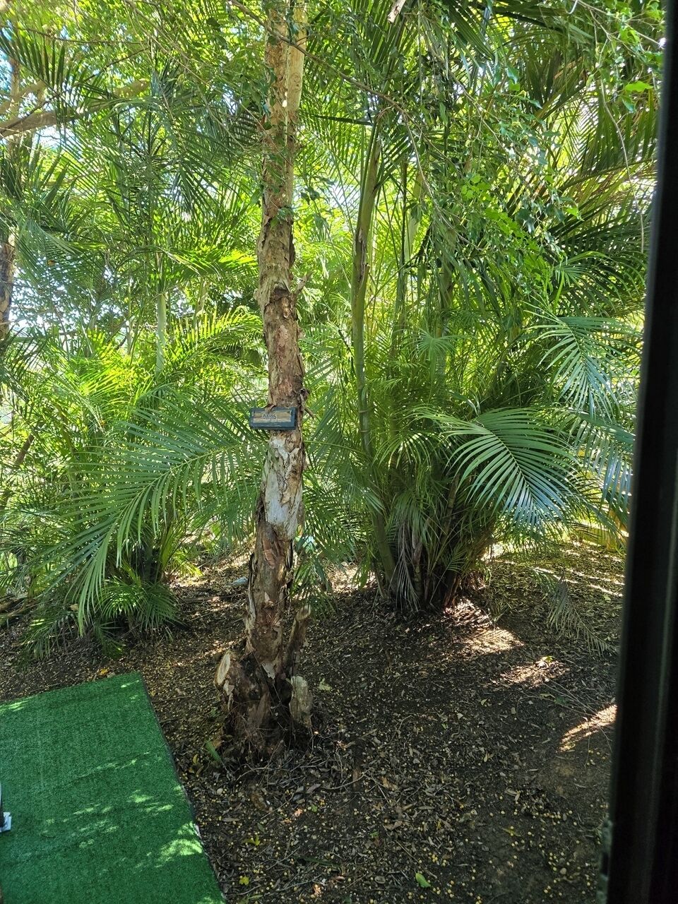 A lush garden with a variety of tropical plants and a tree with a sign.