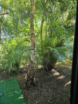 A lush garden with a variety of tropical plants and a tree with a sign. - Gîte du tour du monde (Païta)