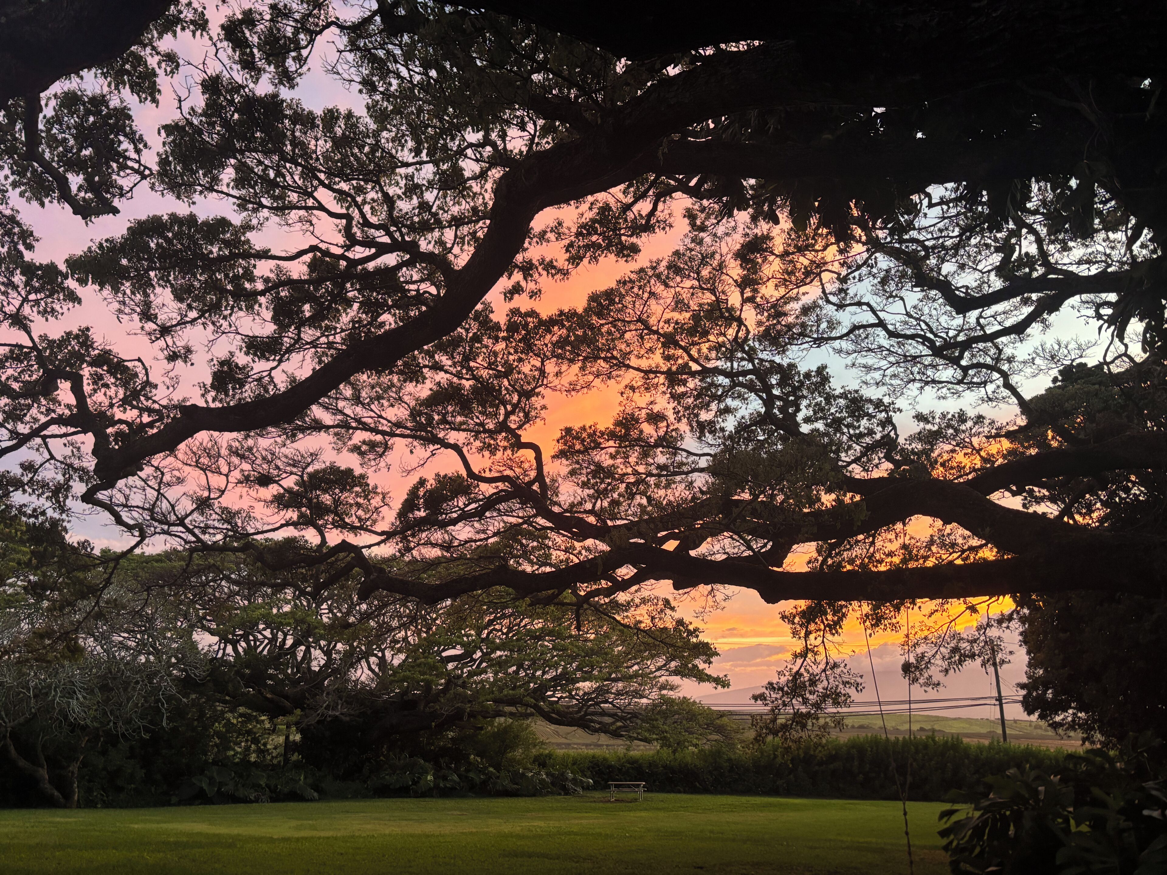 A tree with a wide canopy against a sunset sky.