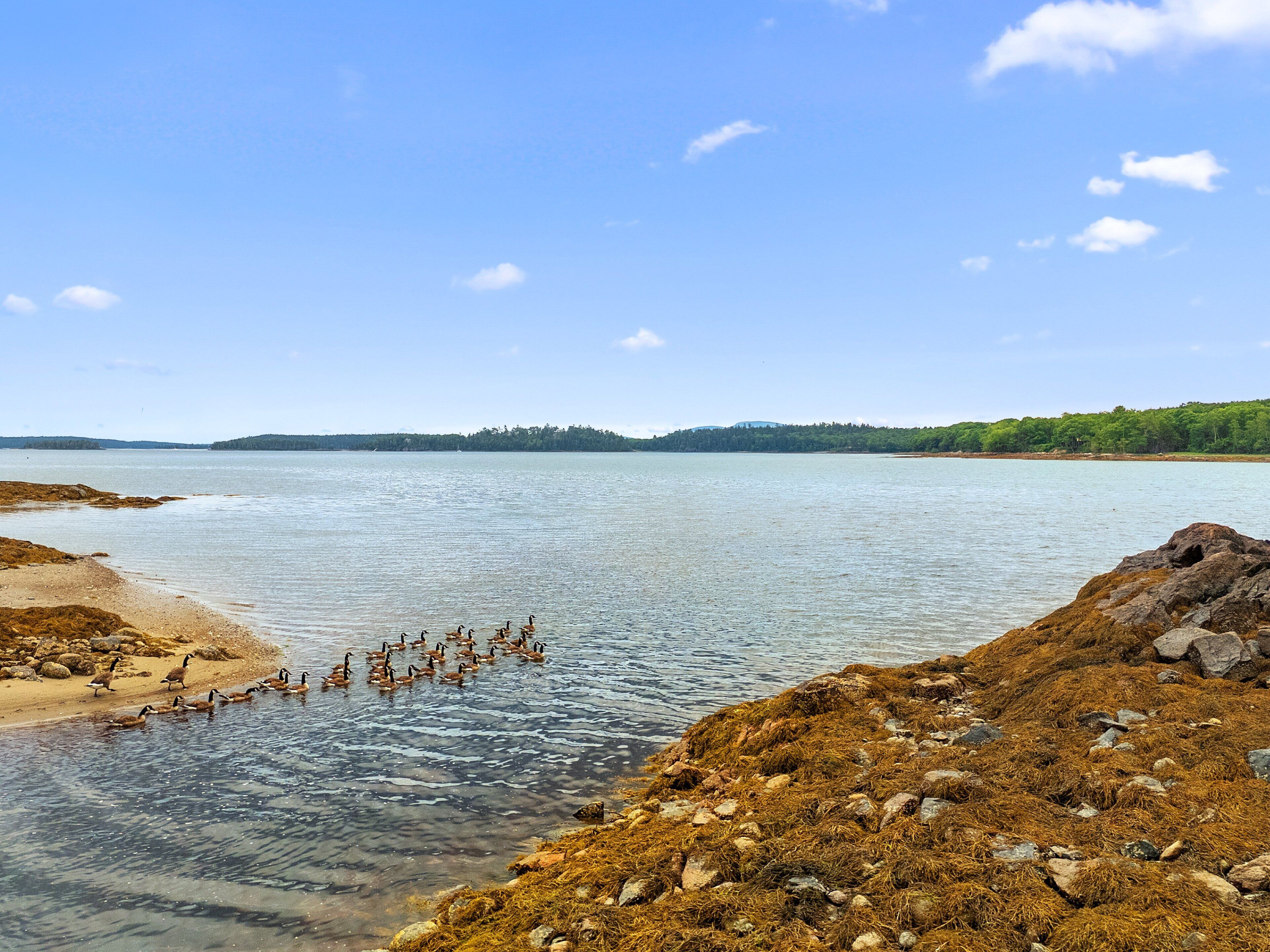 Kustlandschap met helder water, rotsachtige oevers en een verafgelegen bebost gebied.