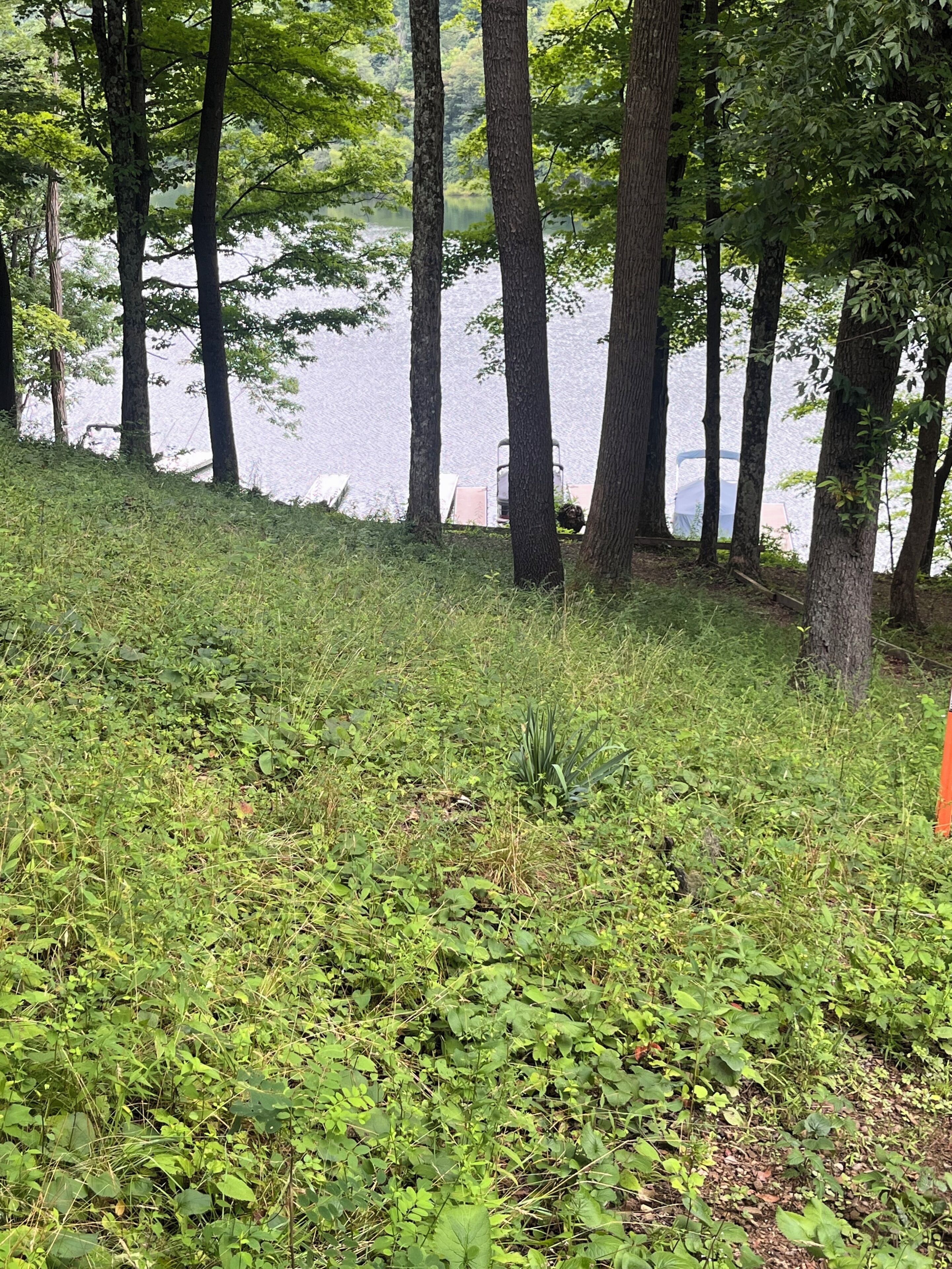 A natural landscape with a grassy area, trees, and a body of water in the background.