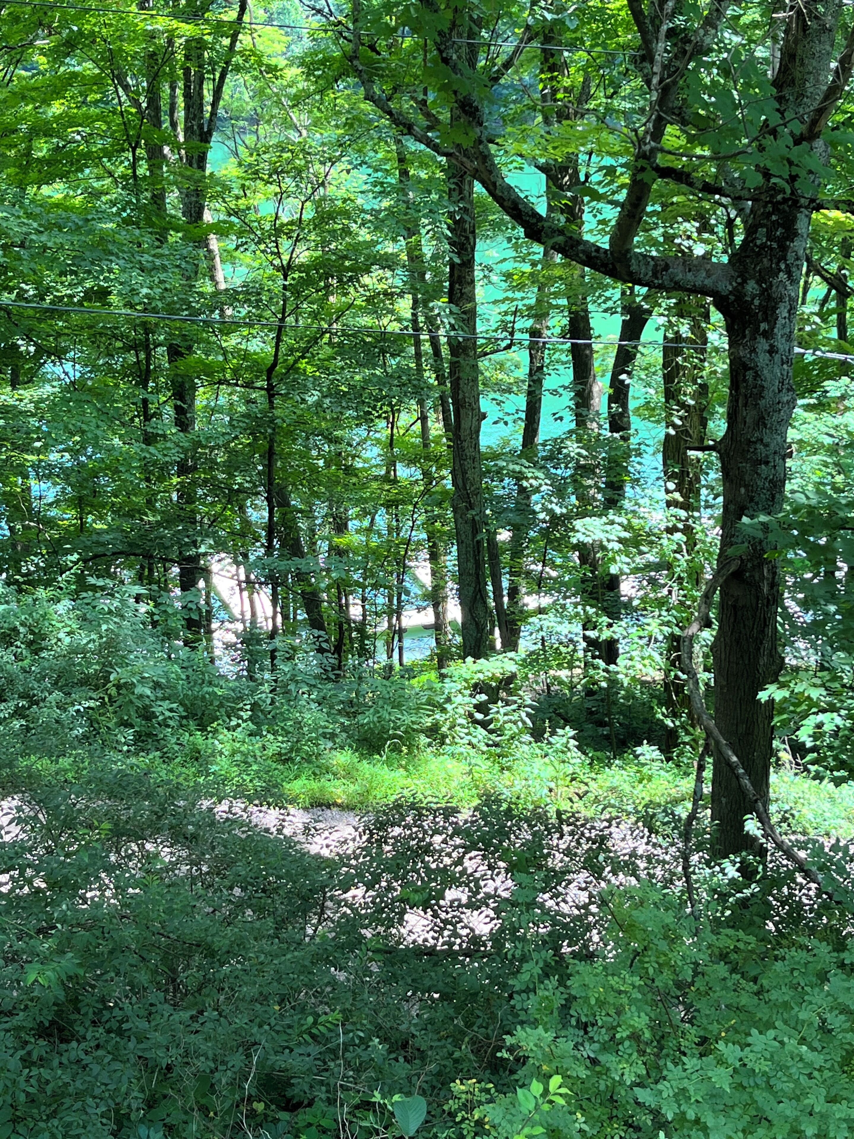 Un bosque denso con árboles altos y una vista despejada de una masa de agua al fondo.