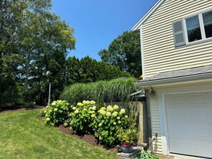 A residential property with a garage, a well-maintained lawn, and various plants including hydrangeas and a tall grass hedge. - High Tide Hideaway - 3-bedroom house in Sagamore Beach walking distance to beach (Bourne)