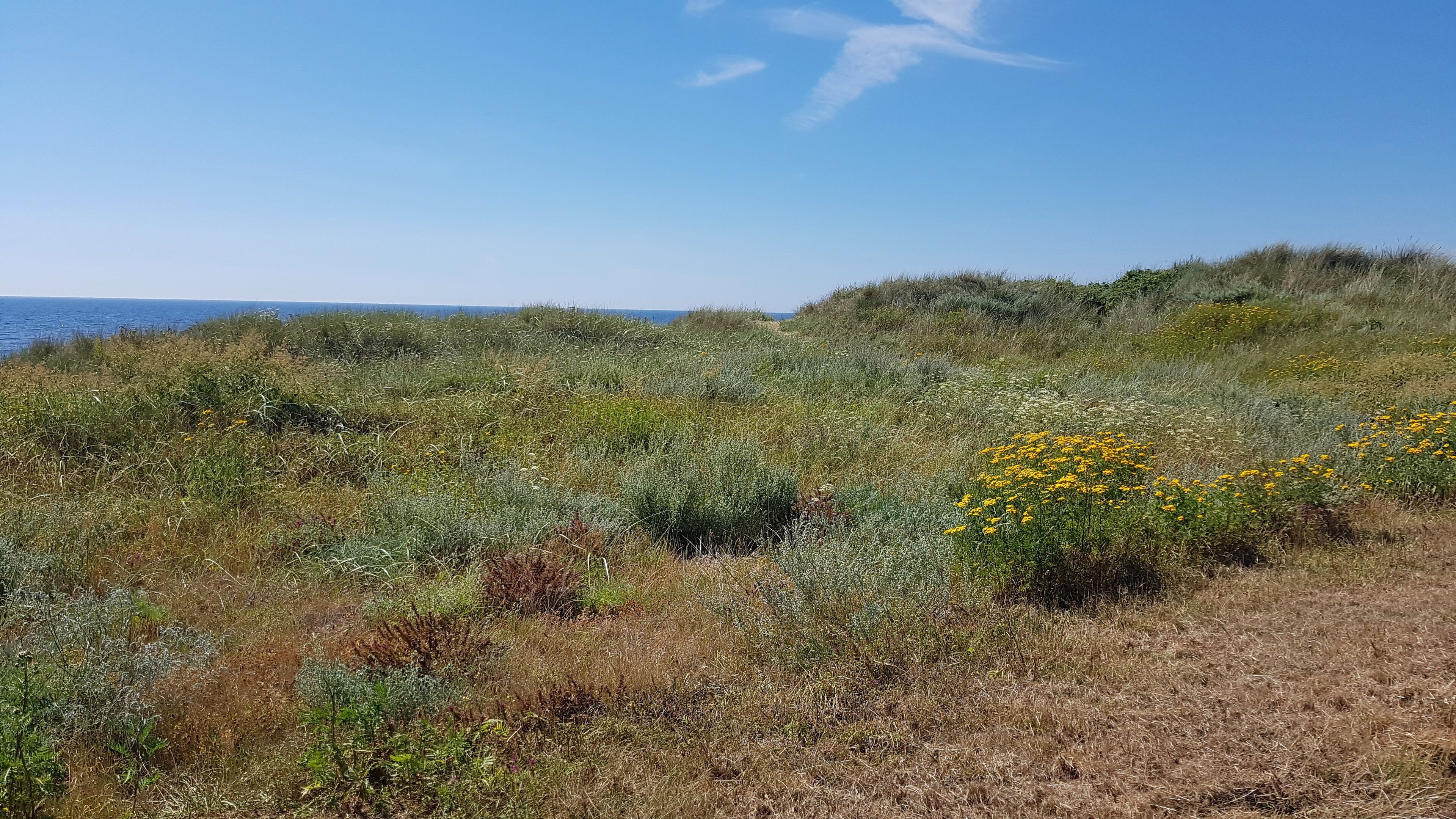 A natural landscape with a variety of vegetation and a clear sky.